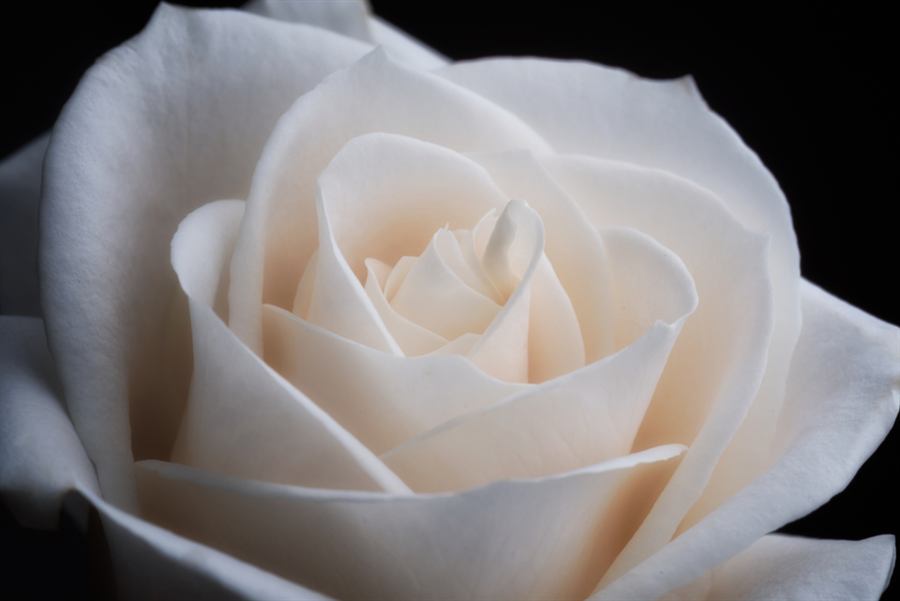 A single white rose against a pale background