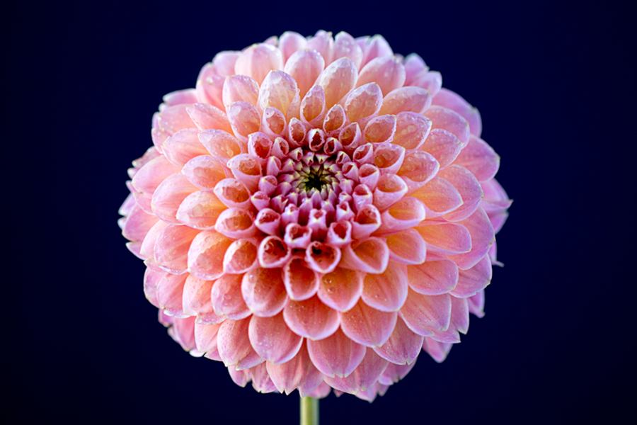 A pale pink dahlia, softly lit